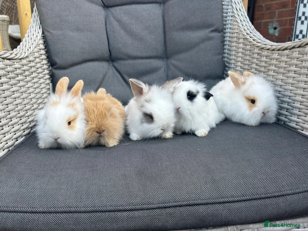 Mixed Breed rabbits for sale: White and caramel bunnies for sale  - Advert 3
