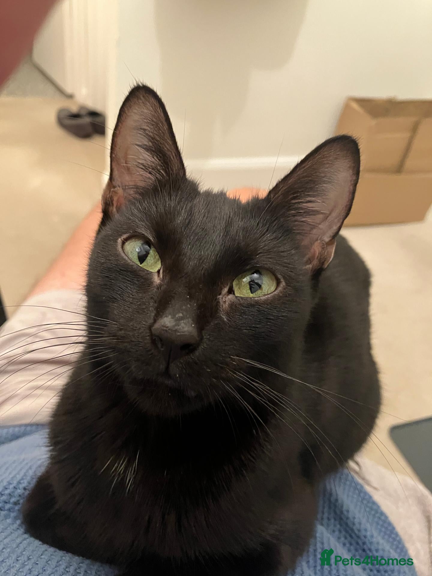 Mixed Breed cats for sale: One year old black cat - Advert 8