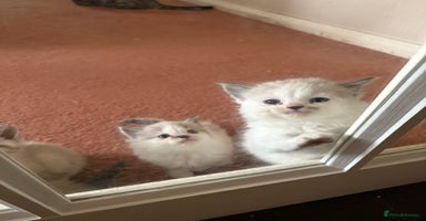 Ragdoll cats - Advert 2