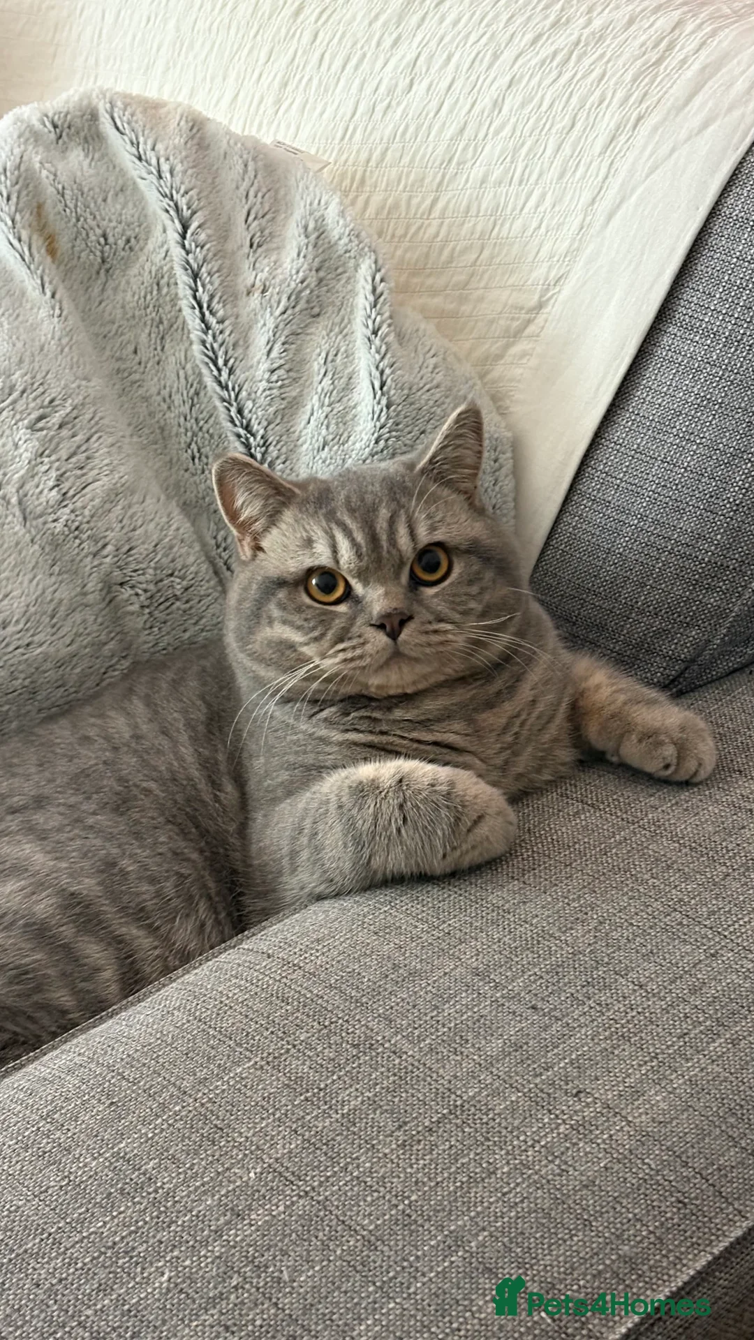 British Shorthair cats for sale: Male BSH 1 Year Old  - Advert 8