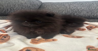 Pomeranian dogs Pomeranian puppies - Advert 7