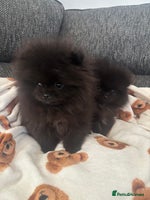 Pomeranian dogs Pomeranian puppies - Advert 3