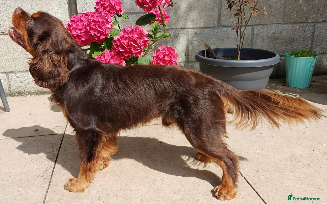 Cavalier King Charles Spaniel dogs for stud: KC reg, choc & tan CKC stud - Advert 1