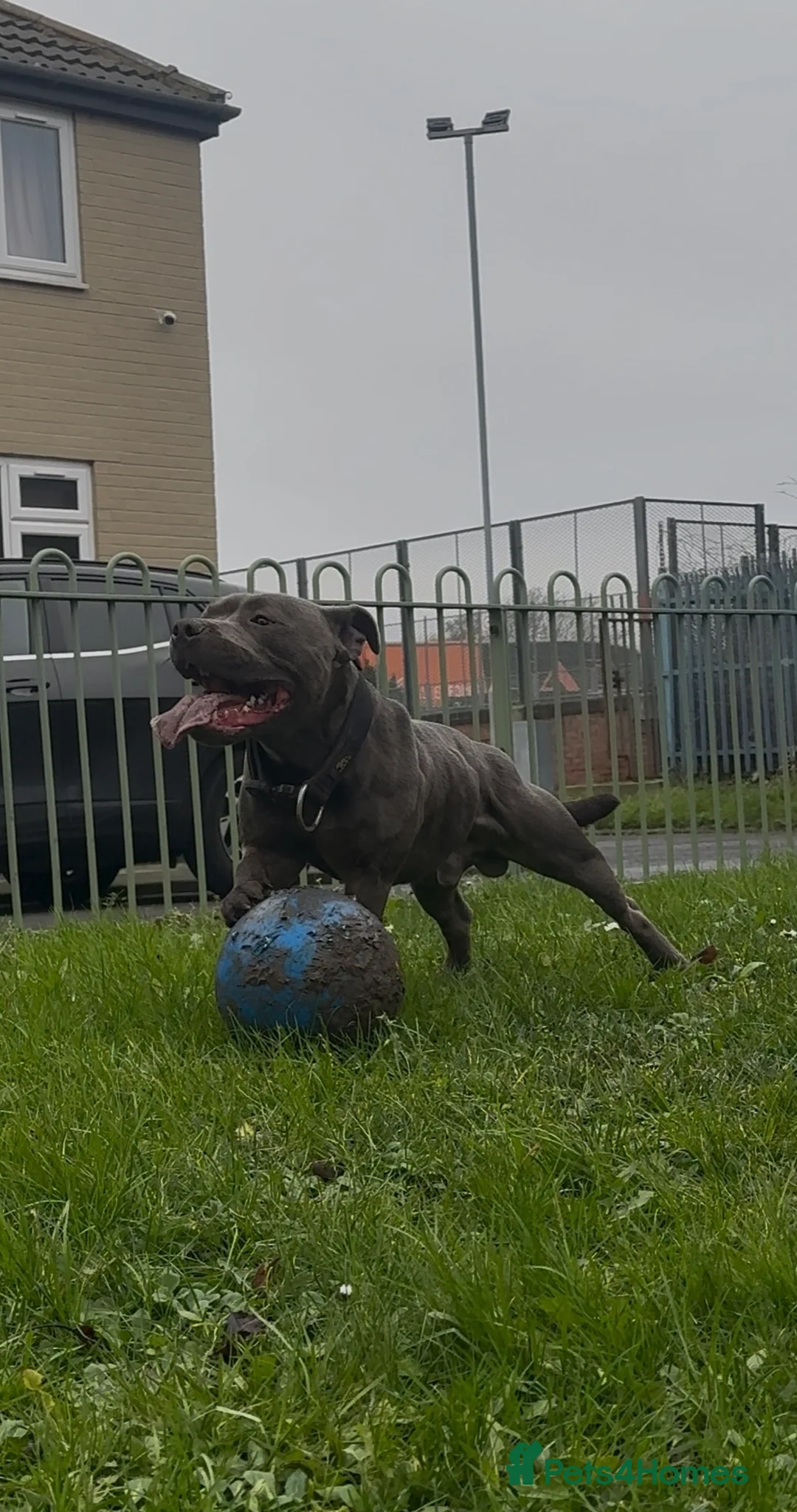Staffordshire Bull Terrier dogs for stud: Elite Staffy Bullet - Advert 3