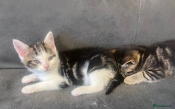 Domestic Shorthair cats for sale: 3 Beautiful tabby x British Short Hair ready - Image 3
