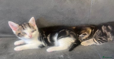 Domestic Shorthair cats - Advert 6