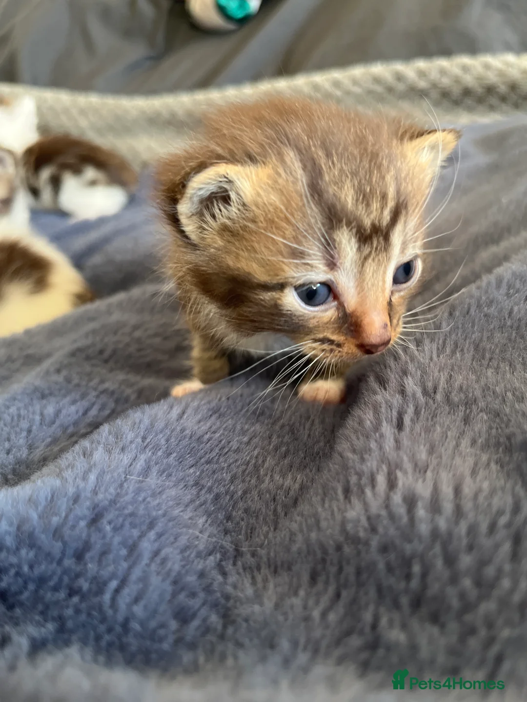 Mixed Breed cats for sale: Pretty part Maine coon kittens - Advert 2