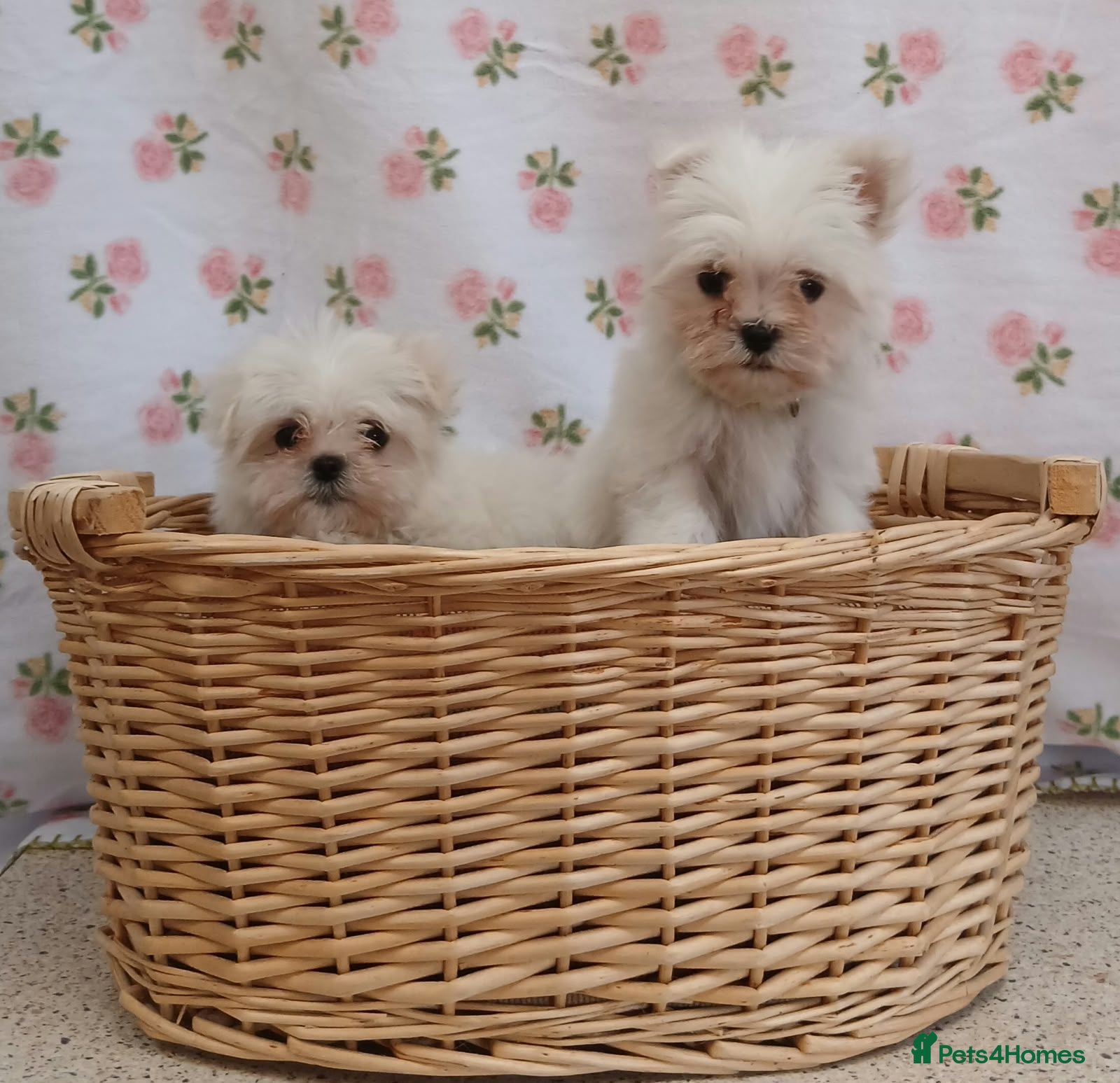 Maltese dogs Maltese  - Advert 11