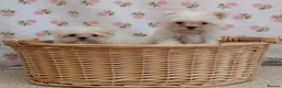 Maltese dogs for sale: Maltese  - Advert 1