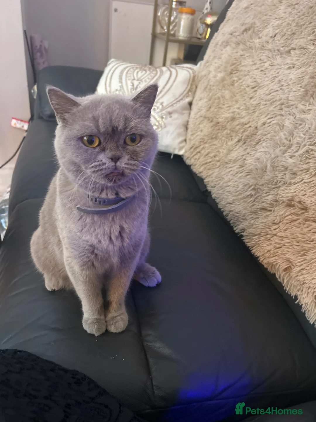 British Shorthair cats for sale: Beautiful pure breed British short hair  - Advert 9