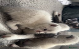 Mixed Breed cats for sale: Beautiful mix breed kittens - Image 22