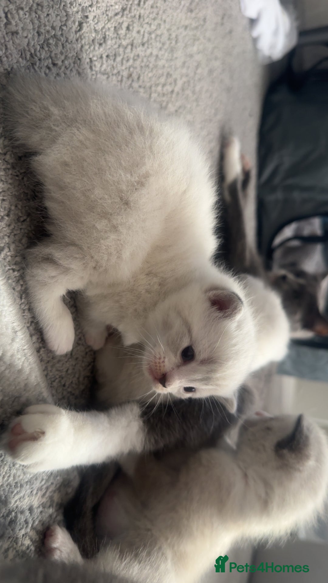 Mixed Breed cats for sale: Beautiful mix breed kittens - Image 22