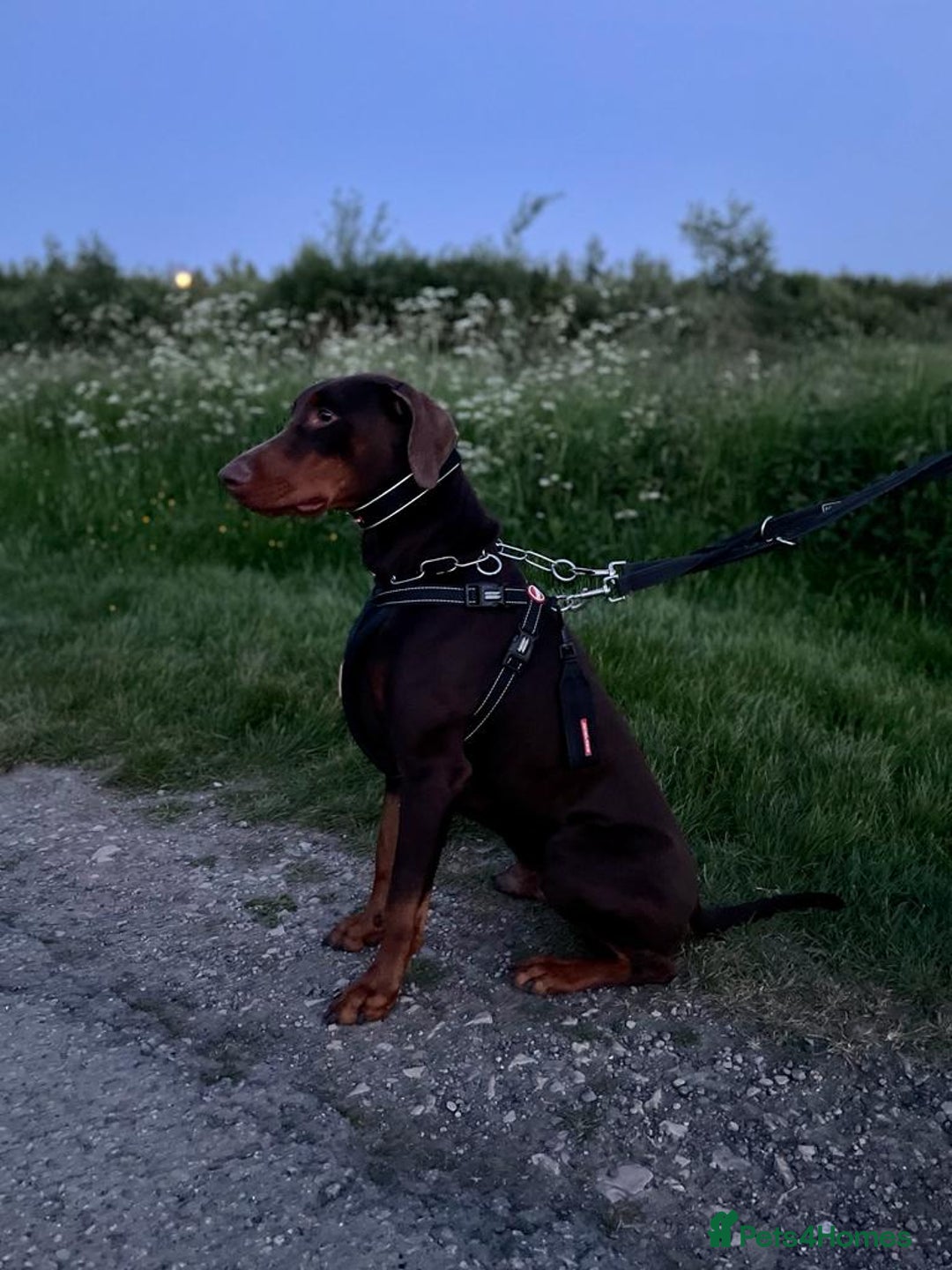 Dobermann dogs for stud: PROVEN SIRE, SON OF COME AS YOU ARE I-REX(Imp Scg) in Leeds - Image 18
