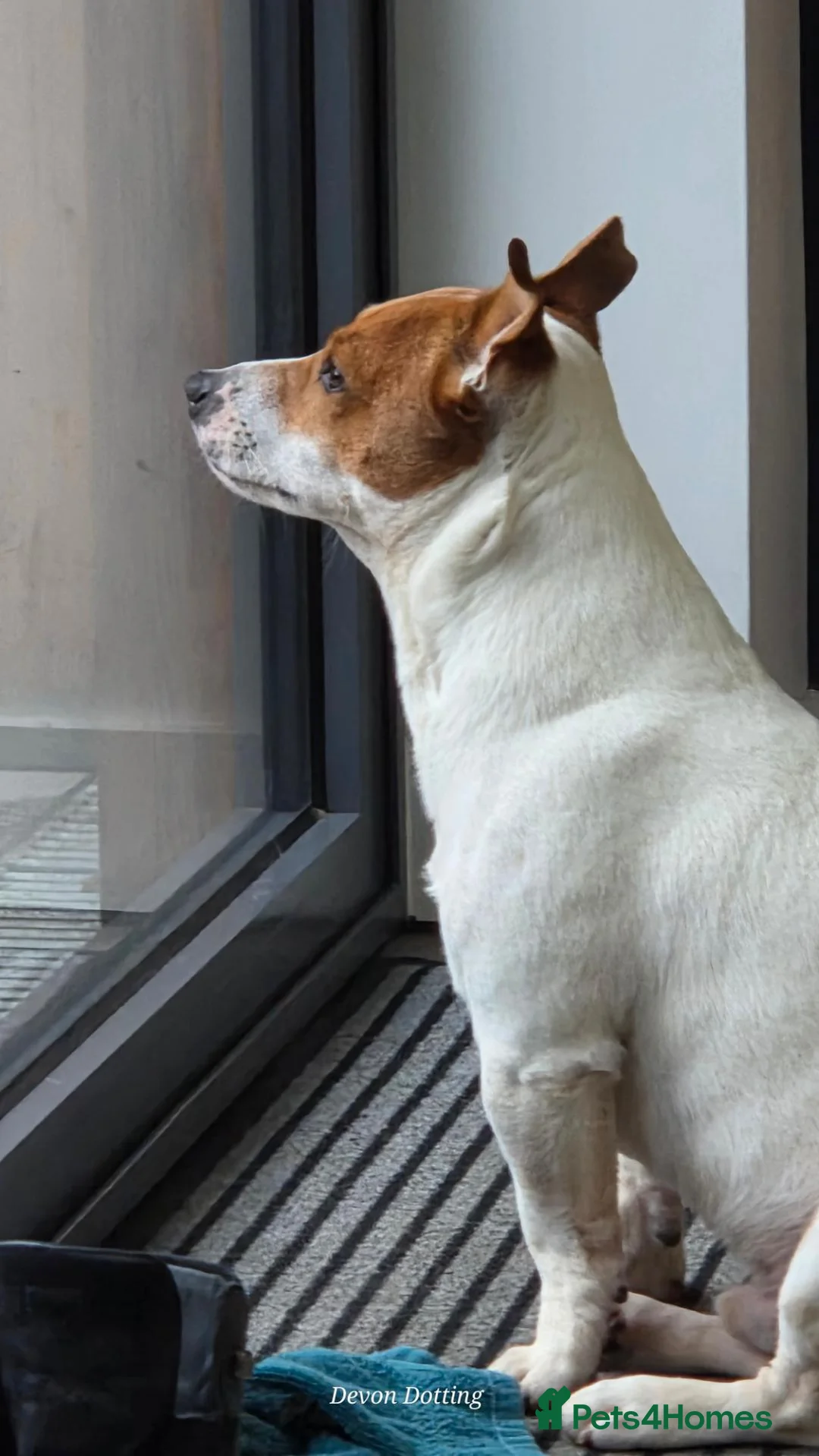Jack Russell dogs for stud: Jack Russell STUD - Advert 2