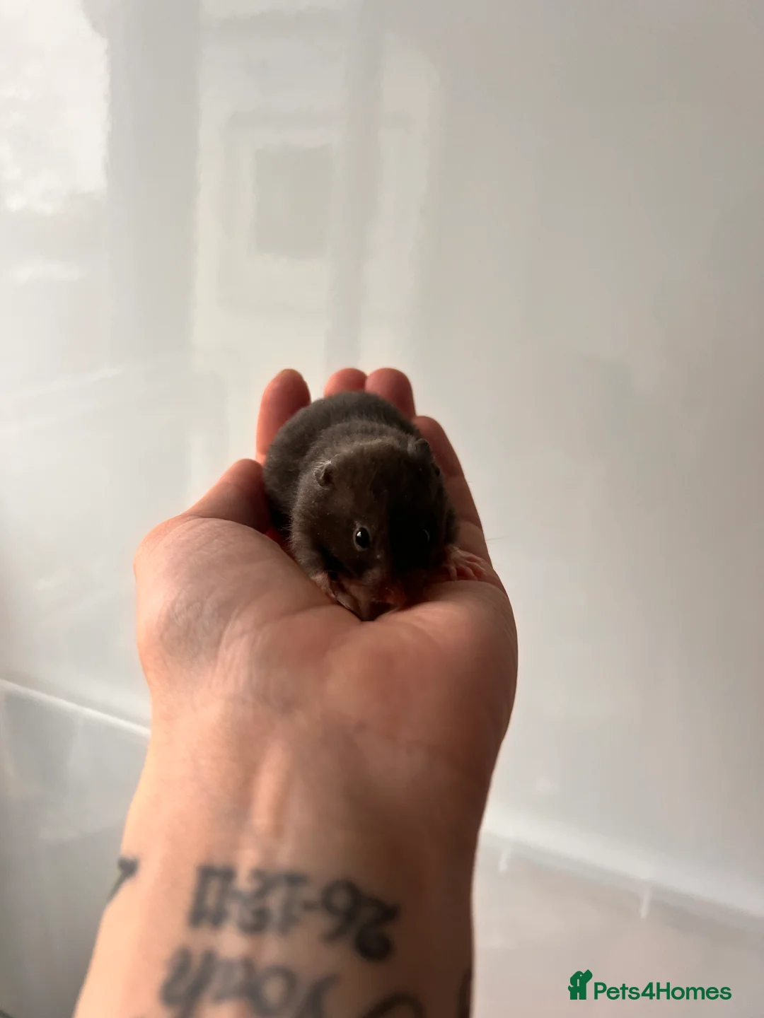 Hamster rodents for sale: Baby syrian hamsters - Advert 5