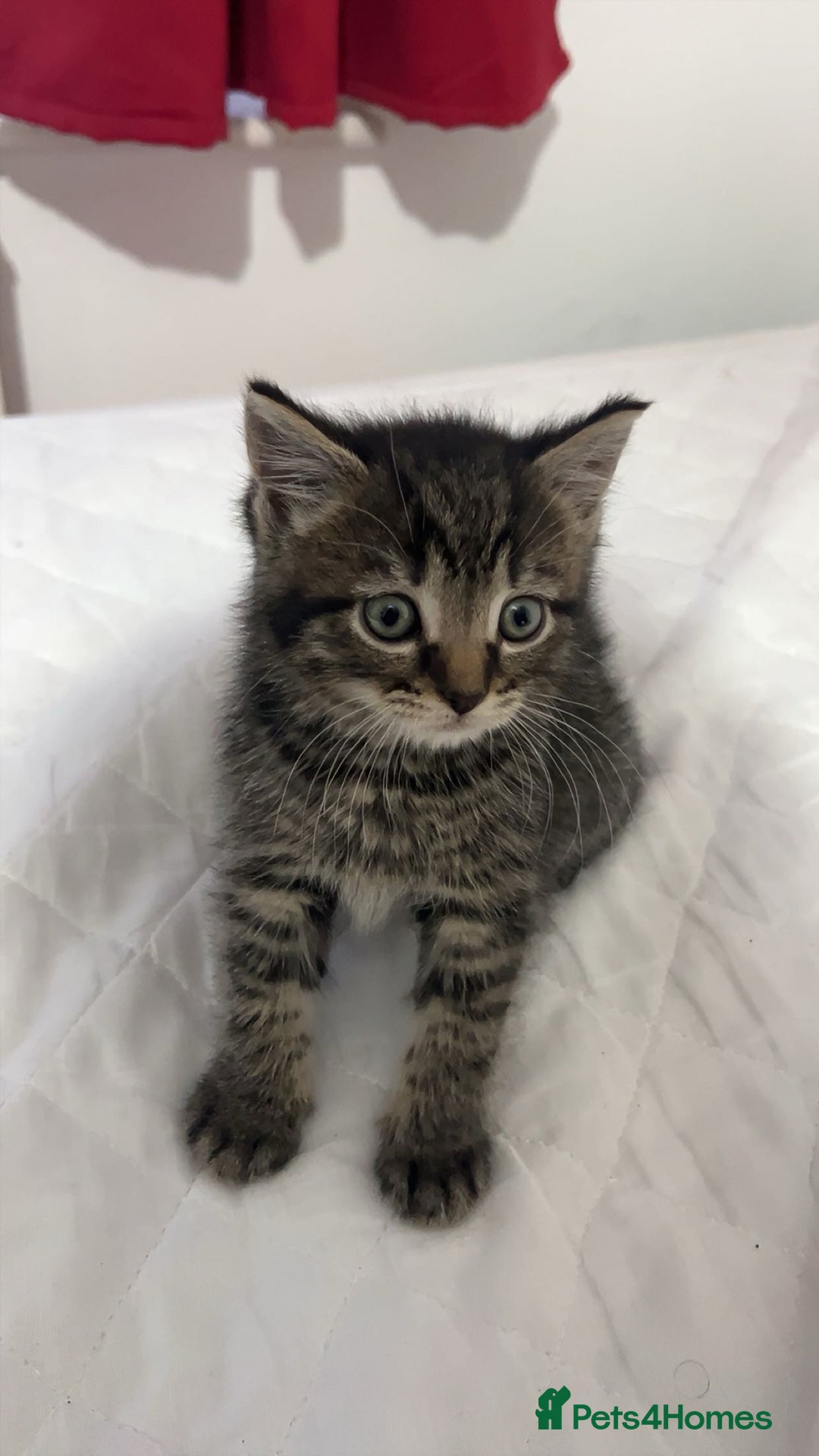 American Shorthair cats for sale: Tabby kittens Ready to go - Advert 4