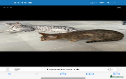 Savannah cats for sale: Two savannah cats for rehoming - Image 1