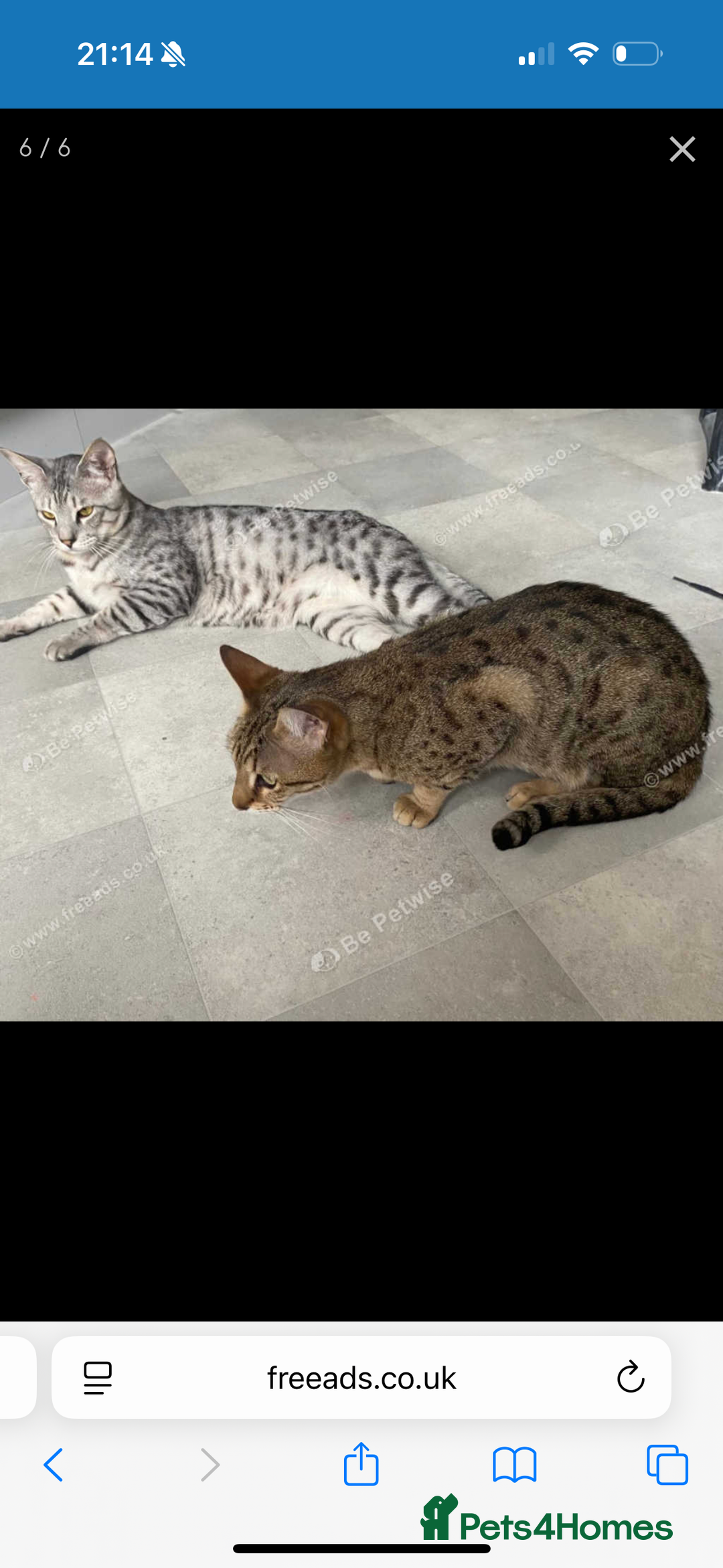 Savannah cats for sale: Two savannah cats for rehoming - Image 1