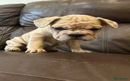 French Bulldog dogs for sale: Beautiful Frenchie babies-4 weeks free insurance - Image 4
