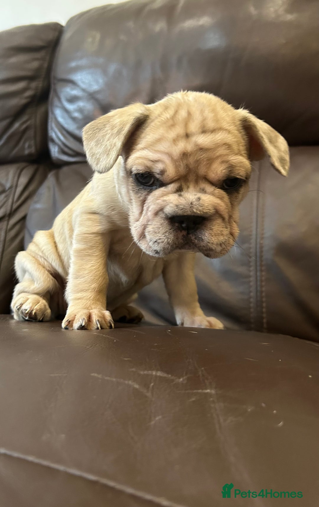 French Bulldog dogs for sale: Beautiful Frenchie babies-4 weeks free insurance - Image 4