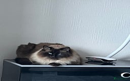 Ragdoll cats for sale: Male and female ragdoll lifelong couple - Image 2