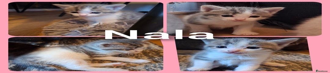 Mixed Breed Kitten 1