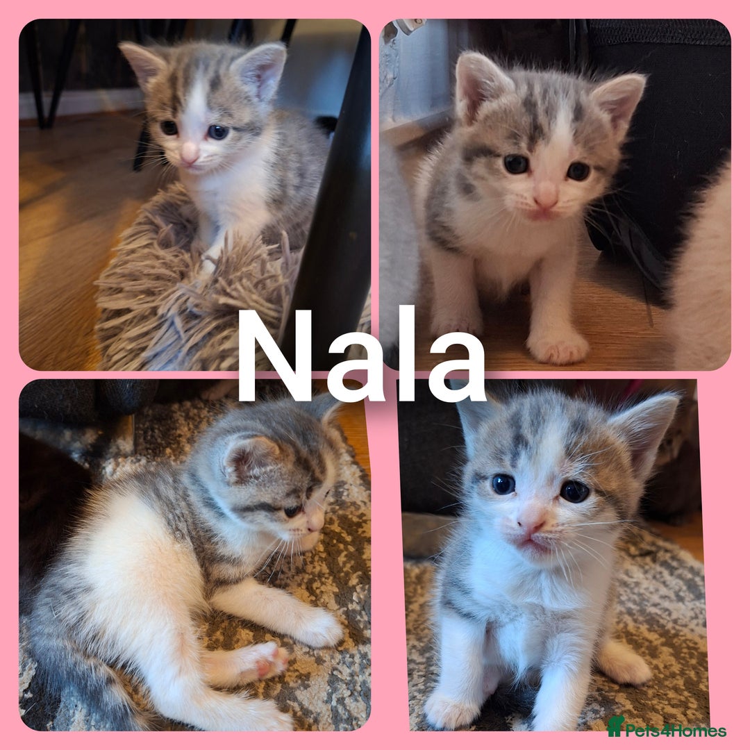 Mixed Breed cats for sale: 2 gorgeous kittens left  - Image 3