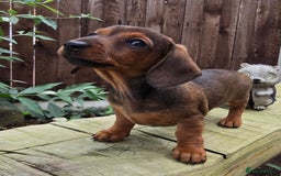Miniature Dachshund dogs for sale: Excellent bloodlines mini smooth hair dachshunds  - Image 4