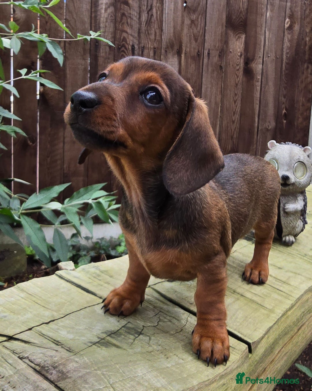 Miniature Dachshund dogs for sale: Excellent bloodlines mini smooth hair dachshunds  - Image 4