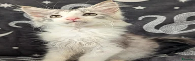 Maine Coon 1