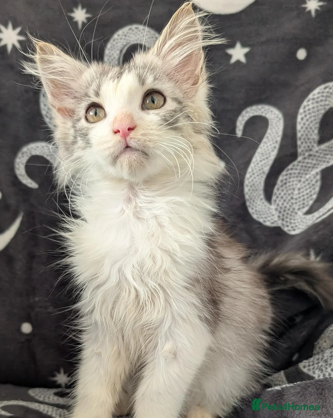 Maine Coon cats for sale: Maine coon kittens READY NOW - Advert 6