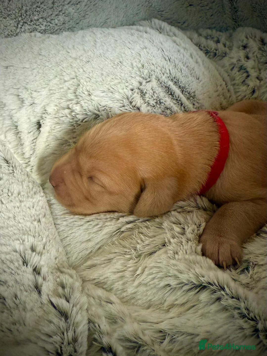 Labrador Retriever dogs for stud: Stunning Fox Red Labrador (Stud) PEDIGREE PROVEN - Advert 21