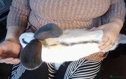 Giant Papillon rabbits for sale: Giant Papillon babies - Image 10