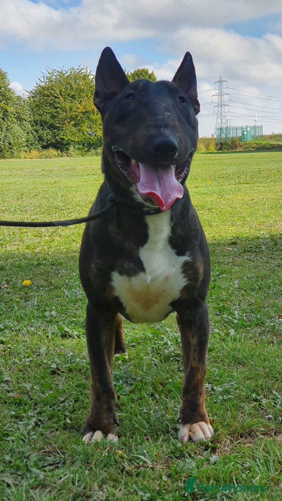 English Bull Terrier dogs for stud: Proven Bull Terrier studs x 2 - Advert 5