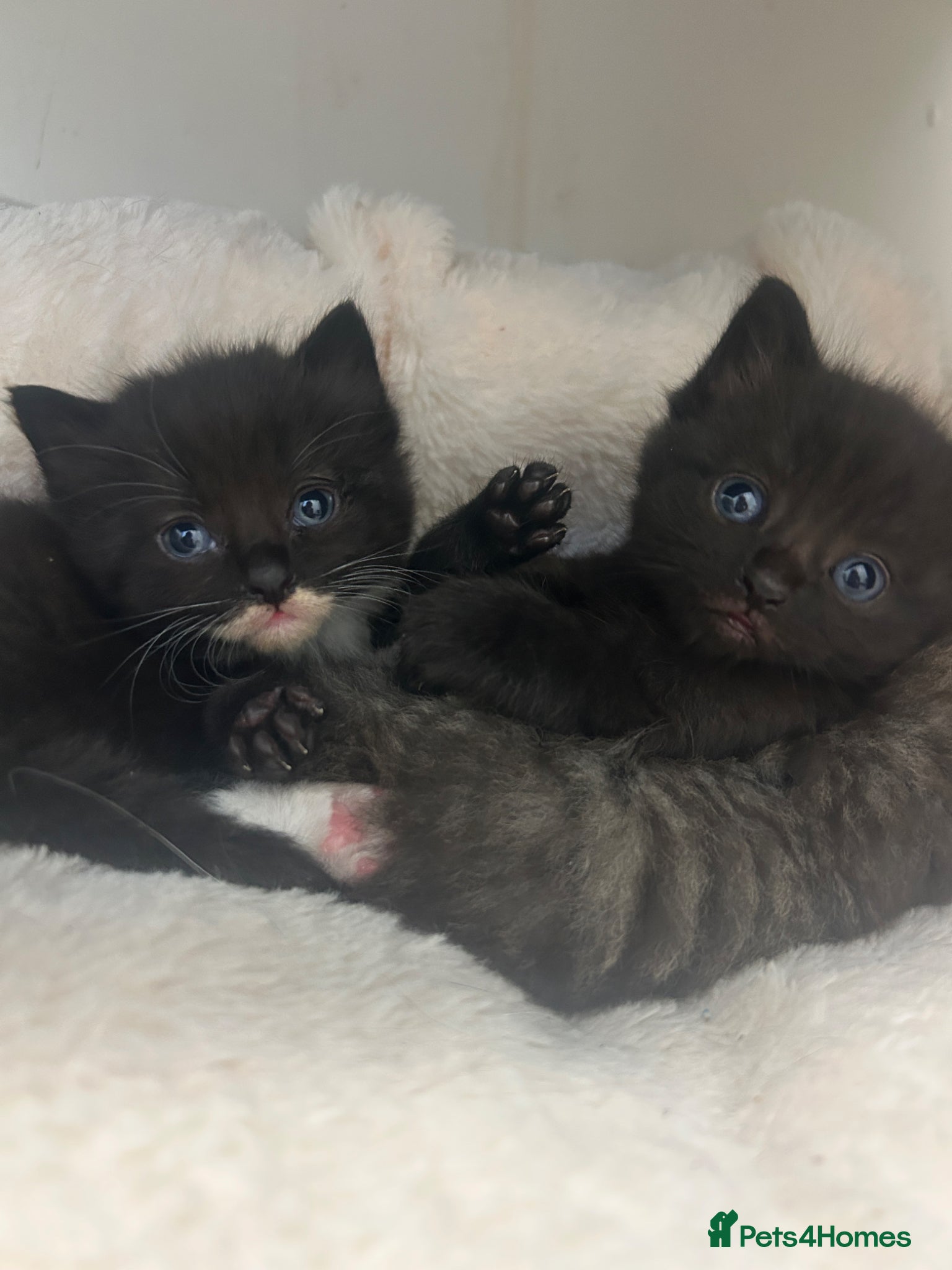 Mixed Breed cats Two baby boys looking for forever homes! - Advert 11
