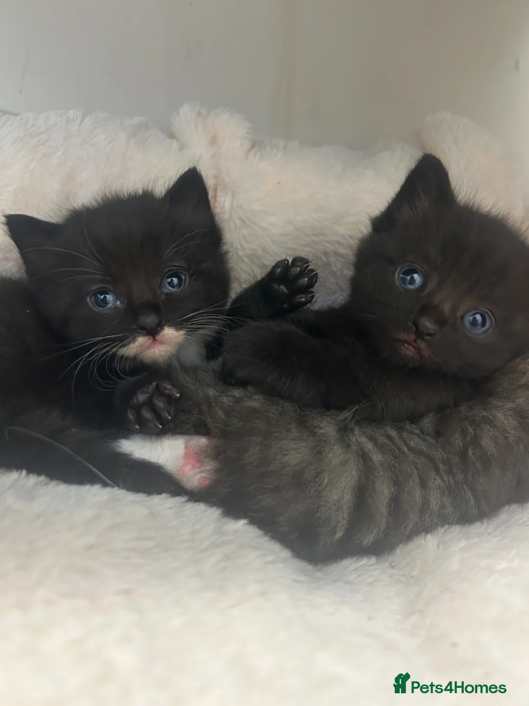 Mixed Breed cats for sale: Two baby boys looking for forever homes! - Advert 1