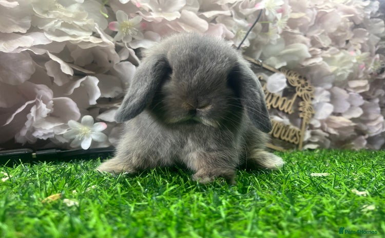 Mini Lop rabbits - Advert 2