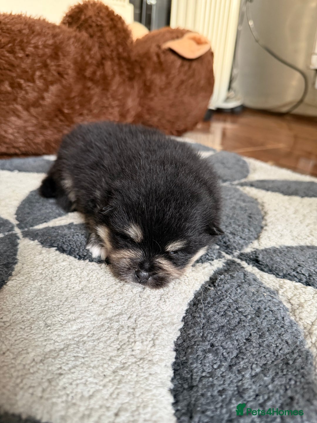 Pomeranian dogs for sale: EXTRA SMALL POMERANIAN PUPPIES  - Advert 19