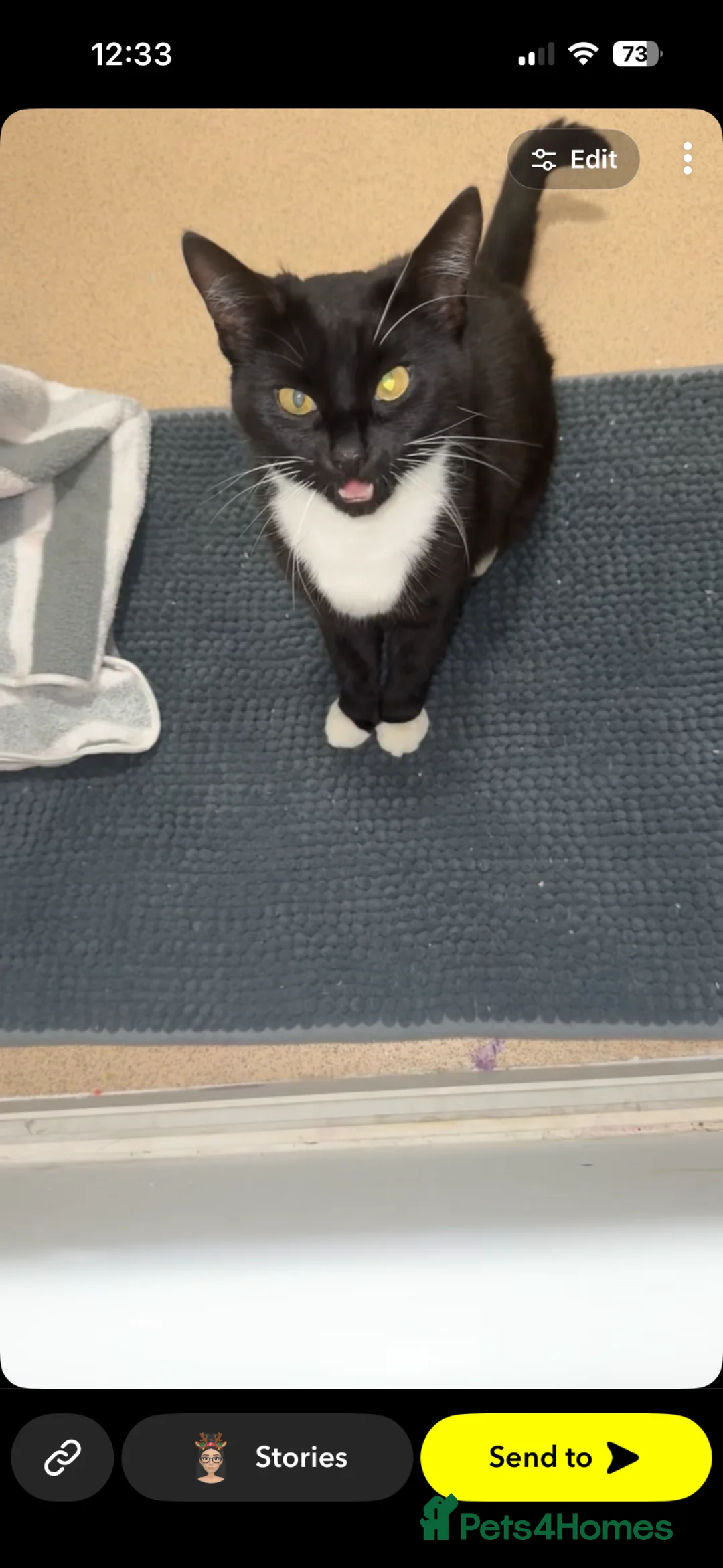Mixed Breed cats for sale: Gorgeous 3 year old female cat in Milton Keynes - Advert 2