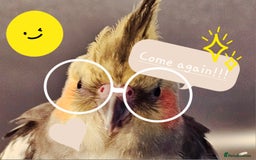Cockatiels birds for sale: Hand tamed young Cockatiel  - Image 5