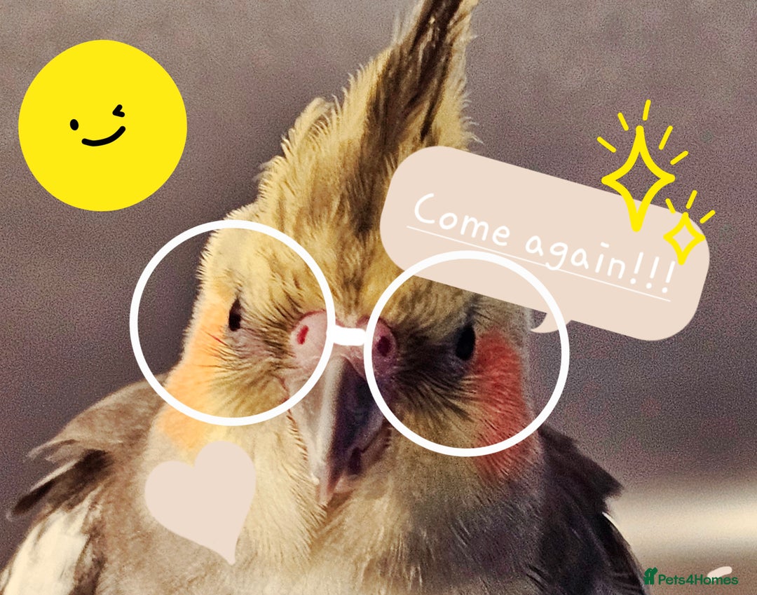 Cockatiels birds for sale: Hand tamed young Cockatiel  - Image 5