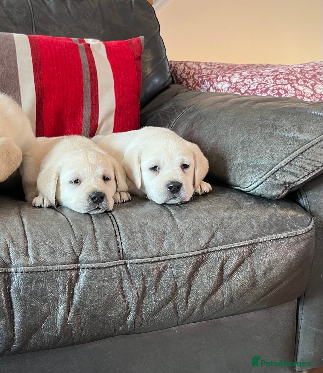 Labrador Retriever dogs for sale: KC reg health tested chunky white Labradors - Advert 15