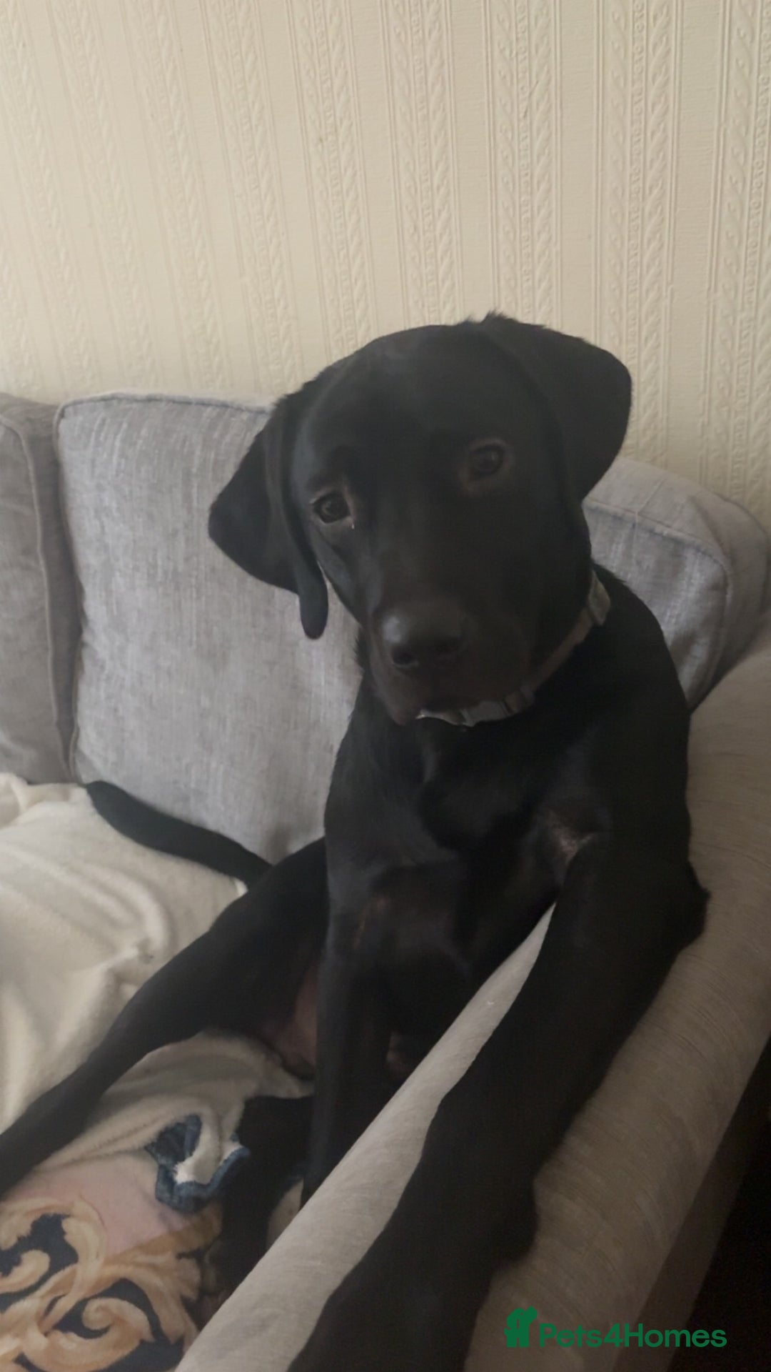 Labrador Retriever dogs for sale: Black Labrador puppy  in Glasgow - Image 8