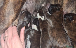 Boxer dogs for sale:  Puppies KC – Exceptional Champion Bloodlines 🐾 - Image 2