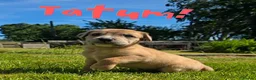 Mixed Breed dogs for sale: 2 female Daniff Puppies READY NOW - Advert 31