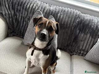 Plummer Terrier dogs STUD ONLY ( Plummer terrier) - Advert 1