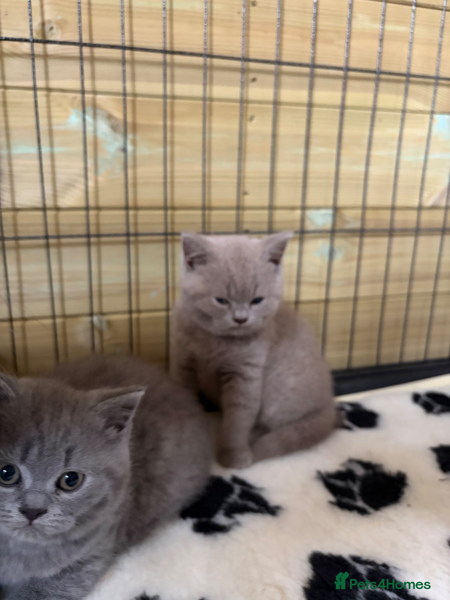 British Shorthair cats Beautiful pedigree British Shorthair kittens - Advert 14