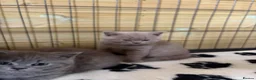 British Shorthair cats for sale: Beautiful pedigree British Shorthair kittens - Advert 3