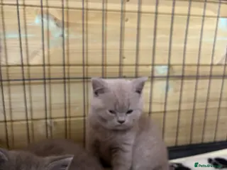 British Shorthair cats Beautiful pedigree British Shorthair kittens - Advert 14