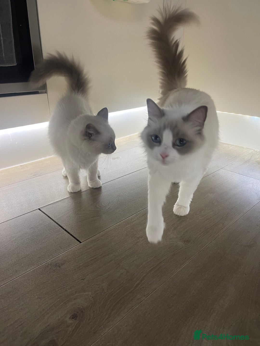 Ragdoll cats for sale: Female kitten become available! Pure Ragdoll in Derby - Image 39